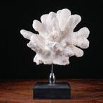 Prachtige witte koraaltak - Stylophora - Madrepora, Nieuw