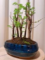 metasequoia bos in bonsaischaal - Hoogte (boom): 21 cm -
