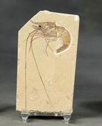 Prachtigste fossiele garnaal op steen - - Gefossiliseerd, Verzamelen