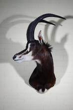 Sable Antelope Taxidermie schoudermontage - Hippotragus, Nieuw