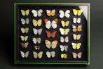 Vlindersverzameling - Entomologie - Diorama in glazen lijst, Verzamelen, Nieuw