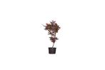 Rode Japanse esdoorn Bloodgood Acer palmatum Bloodgood 112,5, Tuin en Terras, Planten | Bomen, Verzenden