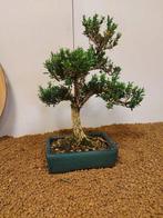 Palmboompje bonsai (Buxus sempervirens) - Hoogte (boom): 33, Antiek en Kunst