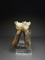 Milk Tooth Woolly Rhino - Fossiele kies - Coelodonta