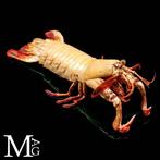 Exotische stomatopod voor natuurlijke geschiedeniscollecties, Verzamelen, Nieuw