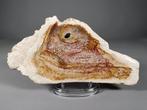 Fossiele palmplaat - Gefossiliseerd hout - 26.5 cm - 14.2 cm