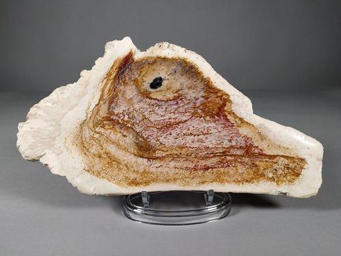 Fossiele palmplaat - Gefossiliseerd hout - 26.5 cm - 14.2 cm, Verzamelen, Mineralen en Fossielen