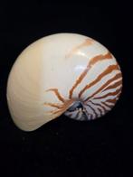 Nautiloidea Zeeschelp - M-897 NAUTILUS POMPILIUS, Nieuw