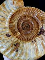 Ammoniet - Gefossiliseerd dier - Dichotomosphinctes, Verzamelen, Mineralen en Fossielen