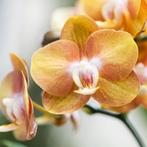 Kolibri Orchids | oranje orchideeënset in Reed Basket incl., Verzenden, Nieuw