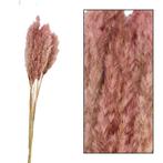 Droogbloemen - pampas pluimen - Pretty Pink 70 gram - 65 tot