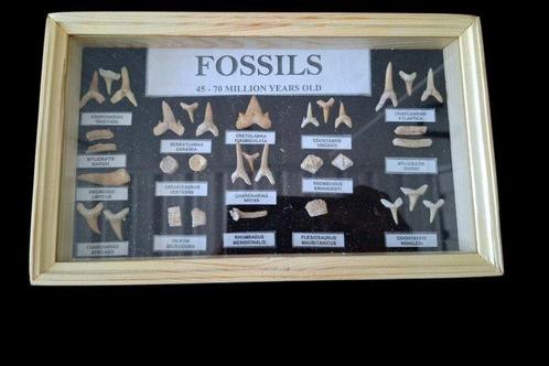 Tijgerhaai, mosasaurus, kraai en nog veel meer - Fossiele, Verzamelen, Mineralen en Fossielen