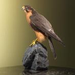 Aplomadovalk Taxidermie Opgezette Dieren By Max, Ophalen of Verzenden, Nieuw, Vogel, Opgezet dier
