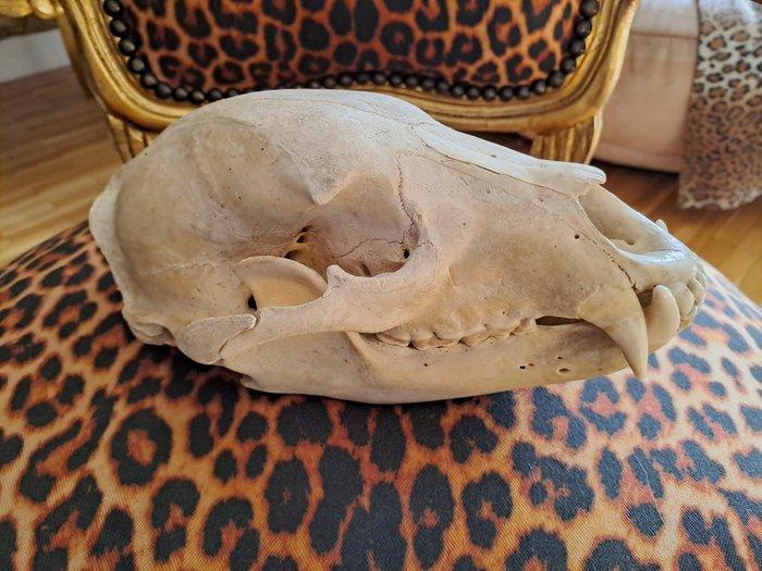 Noord-Amerikaanse zwarte beren schedel Bot - Ursus, Verzamelen, Dierenverzamelingen