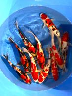 Hirasawa Marusei 29-34cm (Japanse Koi), Dieren en Toebehoren, Karper of Koi