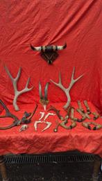 Virginia-deer, Siberische ree - Reeën en anderen Hoorns -, Nieuw