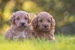 supergave medium labradoodle pups, Dieren en Toebehoren, Parvo, Nederland, Overige rassen, 8 tot 15 weken