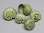 Nattai schelpen green washed, 1 kilo, Ophalen of Verzenden, Nieuw