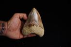 Megalodon snijden - Fossiele tand - Otodus Megalodon - 13.3