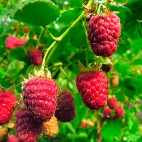 Frambozenstruik - Rubus idaeus Malling Promise - 40-60 cm, Tuin en Terras, Planten | Bomen, Ophalen of Verzenden