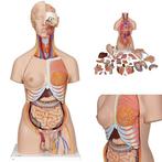 Anatomie model torso met organen, 28-delig, 87 cm, Nieuw, Verzenden