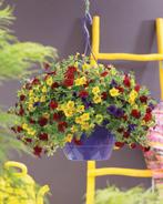 Calibrachoa Mixmaster - Tropicana / 30cm hangpot, Ophalen of Verzenden