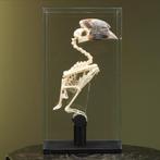 Witpootneushoornvogel Skelet, Verzamelen, Dierenverzamelingen, Nieuw, Opgezet dier, Vogel, Ophalen of Verzenden