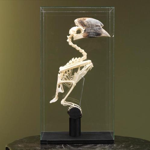 Witpootneushoornvogel Skelet, Verzamelen, Dierenverzamelingen, Opgezet dier, Nieuw, Vogel, Ophalen of Verzenden