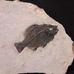 Vis - Gefossiliseerd geleed skelet - PRISCACARA 13 CM LONG -