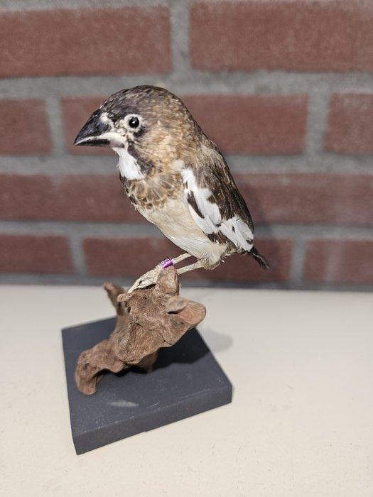 Japanse meeuw Taxidermie volledige montage - Estrildidae -, Verzamelen, Dierenverzamelingen