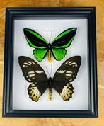 Vlinder Taxidermie volledige montage - Ornithoptera priamus, Verzamelen, Dierenverzamelingen, Nieuw