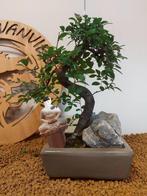 Japanese iep bonsai (Zelkova) - Hoogte (boom): 24 cm -