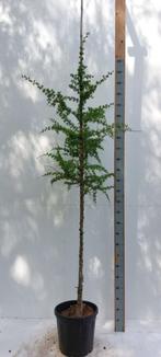Larix kaempferi hoogstam 12/14
