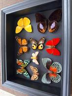 Vlinder Taxidermie volledige montage - Magnifique cadre, Nieuw