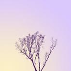 Téber - Roots · No Reserve