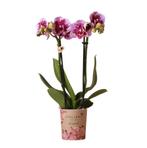 Kolibri Orchids | Roze paarse phalaenopsis orchidee - El Sal, Huis en Inrichting, Verzenden, Nieuw