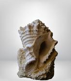 PREMIUM - fossiele murex de floride - Gefossiliseerde schelp, Verzamelen