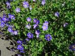 Geranium Rozanne  P9, Halfschaduw, Zomer, Vaste plant, Ophalen of Verzenden