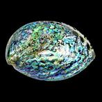 REUS $$$ Nieuw-Zeelandse Paua-schelp  parelmoerachtig, Nieuw