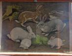 Lapins - Schoolposter met insecten - Schoolkaart - Canvas,