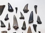 Verzameling van 30 haaientanden (verschillende soorten) -, Verzamelen, Mineralen en Fossielen