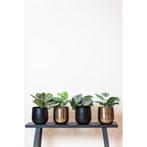 Kunstplant - Peperomia Argyreia - Watermelon -25 cm, Verzenden, Nieuw