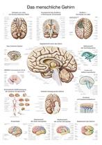 Anatomie poster hersenen (papier, 50x70 cm) + ophangsyst..., Nieuw