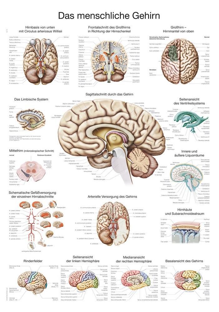 Anatomie poster hersenen (papier, 50x70 cm) + ophangsyst..., Sport en Fitness, Massageproducten