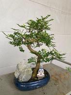 Chinese peper bonsai (Zanthoxylum) - Hoogte (boom): 40 cm -, Antiek en Kunst