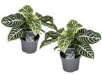 2 Aphelandra Zebra planten, Huis en Inrichting, Kamerplanten, Verzenden