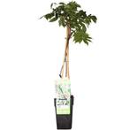 Wisteria floribunda Alba - Witte regen - Ø15cm - 65cm, Verzenden, Nieuw