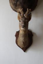 Ree Taxidermie wandmontage - Capreolus capreolus - 60 cm -, Verzamelen, Dierenverzamelingen, Nieuw