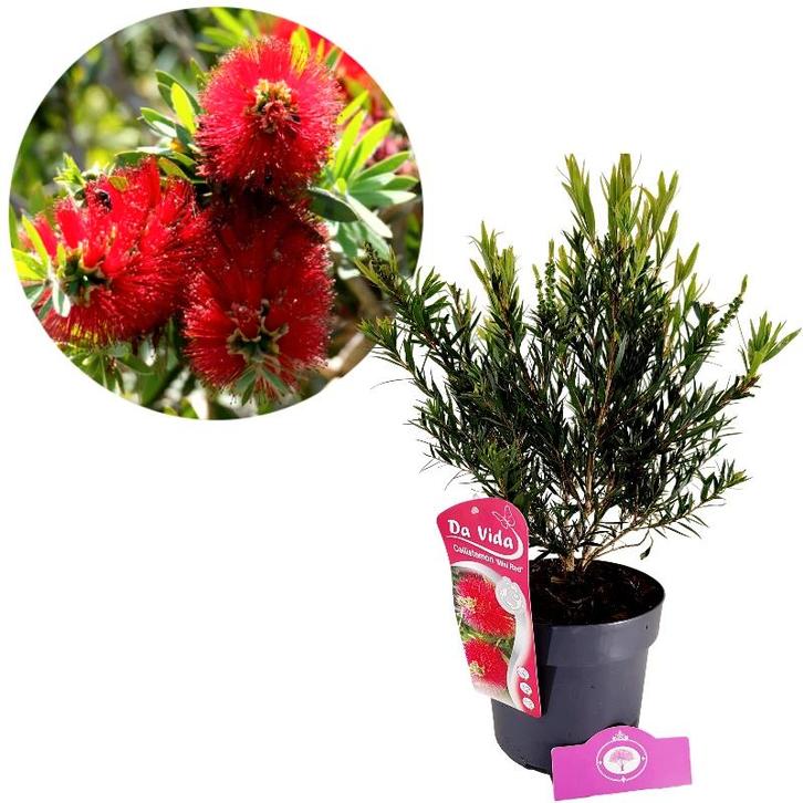 Callistemon masotti Mini Red + pot 19cm, Tuin en Terras, Planten | Tuinplanten, Verzenden