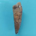 Dinosaurus - Fossiele tand - Spinosaurus aegyptiacus - 80 mm